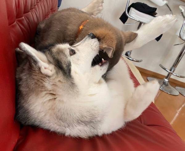 ジュースに夢中な赤ちゃんだけど…？　後ろの『光景』に、１９万人が吹き出す！