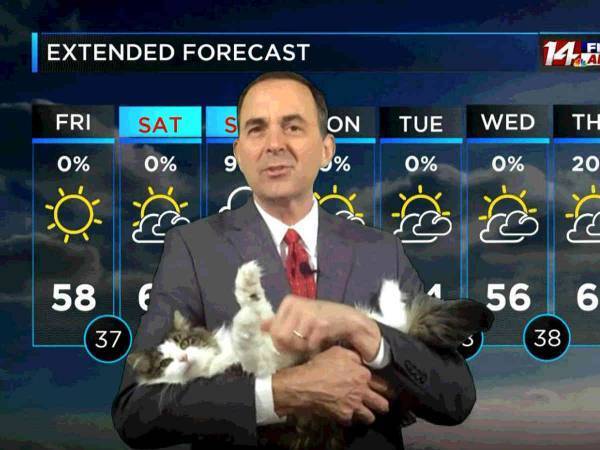 自宅から放送したお天気キャスターの猫　可愛すぎて大人気に　「毎回出て！」