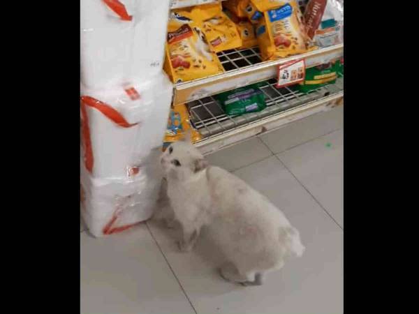 「こっちニャ」　野良猫の後をついて行ってみると　たどりついた場所に驚く