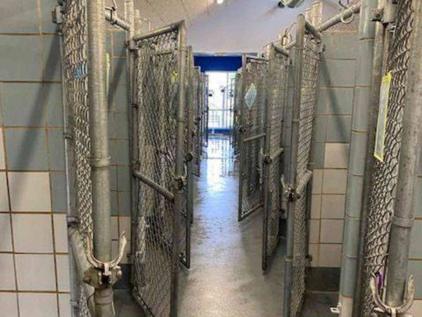 コロナウイルスの影響で動物保護施設から動物たちが消えた？　理由に歓喜の声