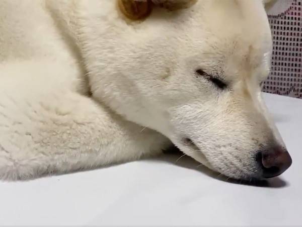 「すごい体制」「OLみたい」　グッスリ眠る柴犬の『寝姿』に、驚きの声！