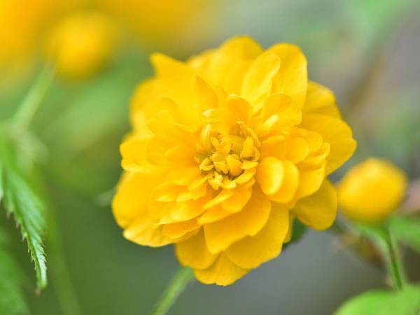 初夏の訪れを美しく告げてくれる『小判』のような山吹の花