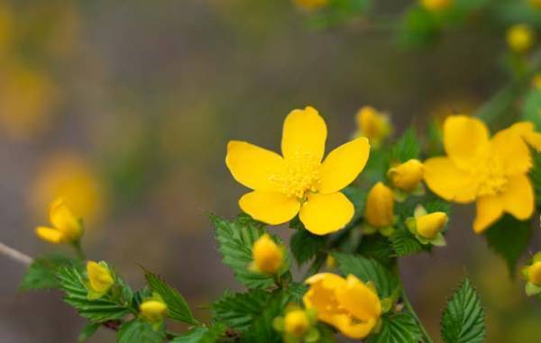 初夏の訪れを美しく告げてくれる『小判』のような山吹の花