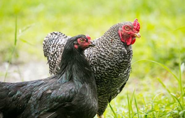 家が居酒屋に！休業で余った地鶏を販売『おうち塚田農場』が最高すぎた