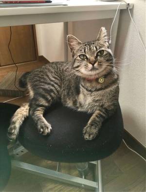 虐待を受けていた猫を引き取った結果？　１週間の物語に、泣き笑い