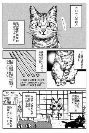 虐待を受けていた猫を引き取った結果？　１週間の物語に、泣き笑い