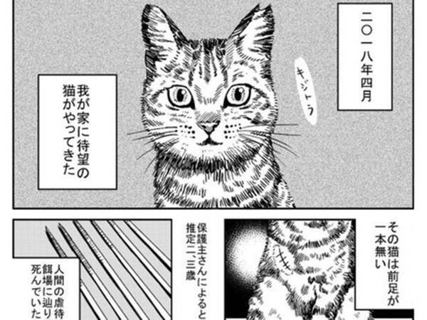 虐待を受けていた猫を引き取った結果？　１週間の物語に、泣き笑い