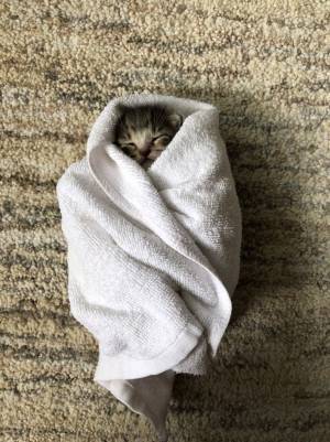 ９万人が悶絶するかわいさ！　保護猫の赤ちゃんをタオルで巻くと…？