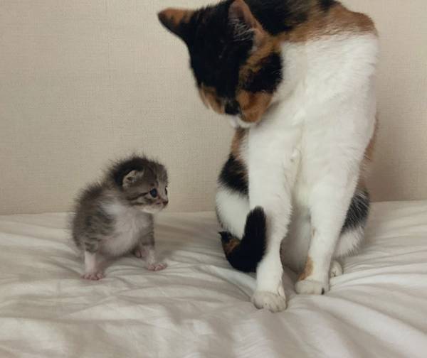 ９万人が悶絶するかわいさ！　保護猫の赤ちゃんをタオルで巻くと…？