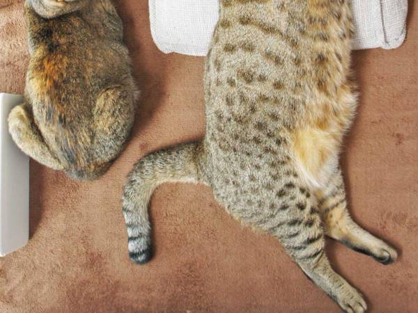 母と子猫のツーショット写真　数年後の『２匹』がコチラです