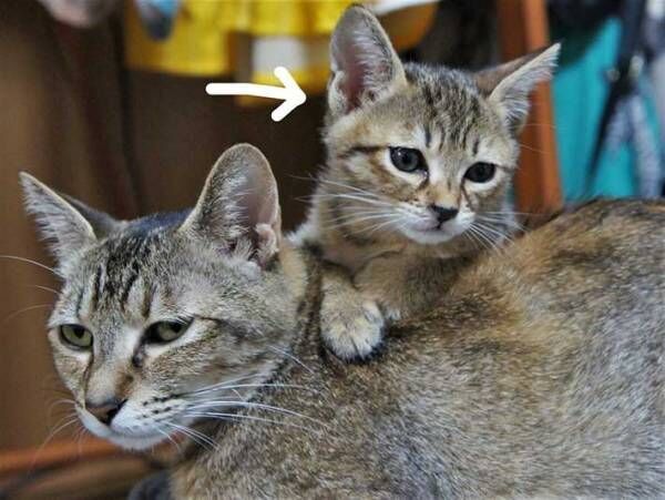 母と子猫のツーショット写真　数年後の『２匹』がコチラです