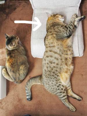 母と子猫のツーショット写真　数年後の『２匹』がコチラです