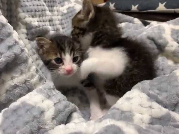２８秒だけ見てほしい…　飼い主が撮影した子猫が、反則級のかわいさ