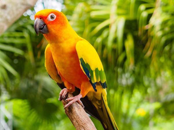 飼い主のハワイ旅行で１０日間置いてけぼりにされた『インコ』　帰国後の態度に…ま、マジ？