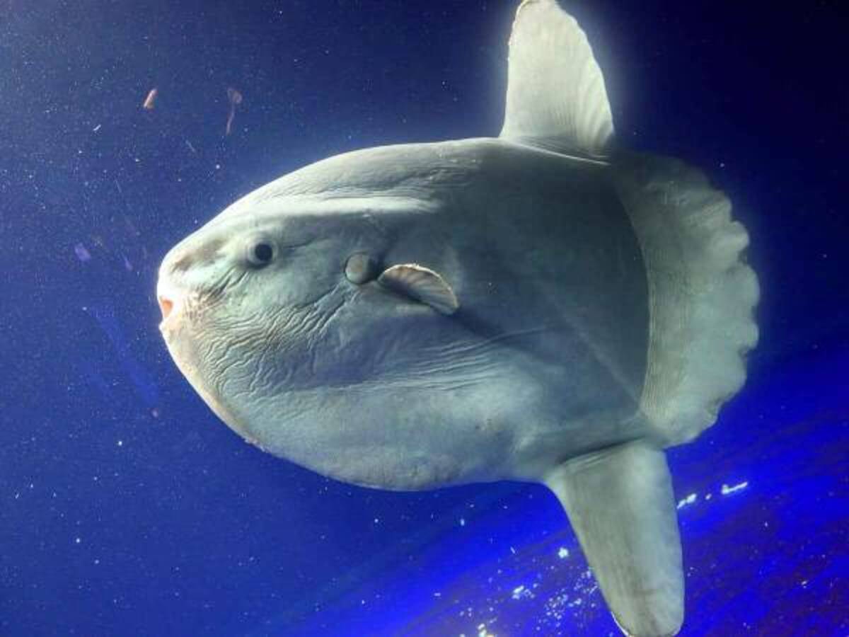 マンボウはエサの量が決まってる 顔を見分けてエサやりをする飼育員さんがスゴかった 年4月28日 ウーマンエキサイト 1 2