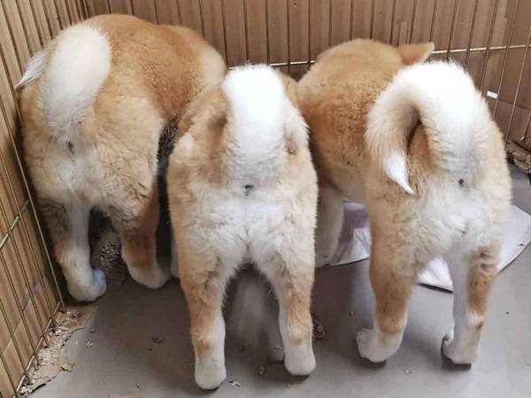 「けしからん！」「いや、これだけは許す」今、絶対に許されない『三密』が称賛される？