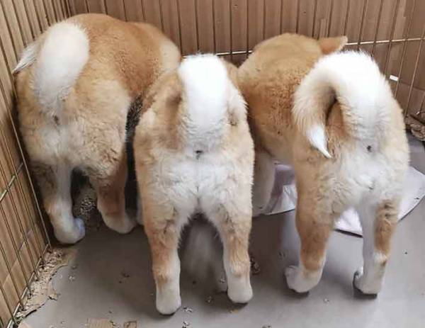 「けしからん！」「いや、これだけは許す」今、絶対に許されない『三密』が称賛される？