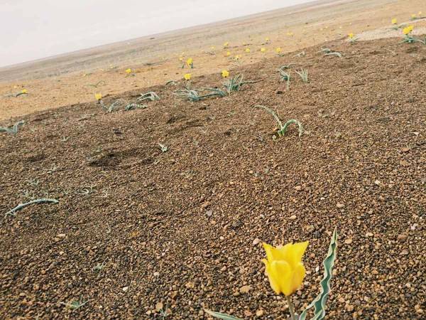 「コレって、どこの惑星？」　野生のチューリップが咲く大地に驚愕！