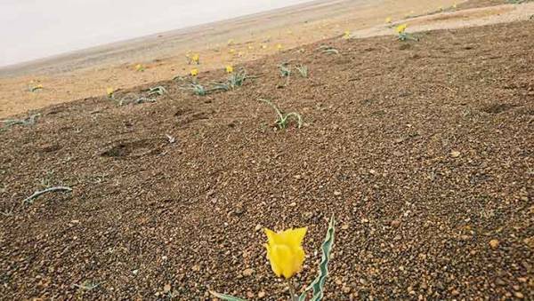 「コレって、どこの惑星？」　野生のチューリップが咲く大地に驚愕！