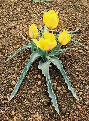 「コレって、どこの惑星？」　野生のチューリップが咲く大地に驚愕！