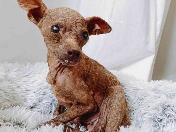 安楽死寸前だった『ミイラのような犬』　愛される喜びを知った後の姿に涙