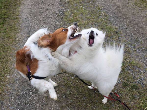 実家への帰省を控える娘　母から送られてきた『２枚』に、２２万人が爆笑