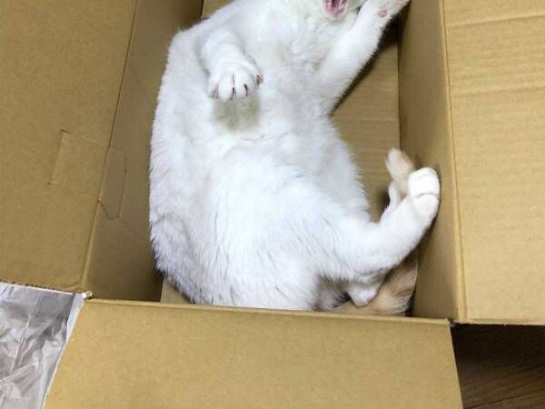 １年ぶりに動物病院へ行くと知った 猫のガチな反応をご覧ください 年4月30日 ウーマンエキサイト