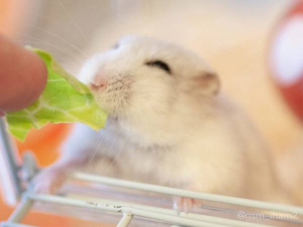 ハムスターにキャベツをあげると…？　『その後の反応』に１３万人が悶絶！