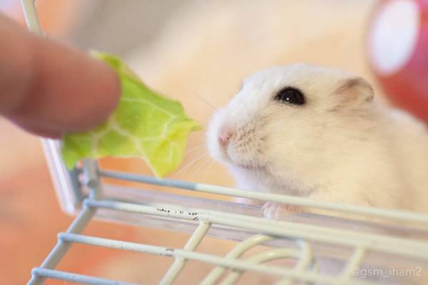 ハムスターにキャベツをあげると…？　『その後の反応』に１３万人が悶絶！