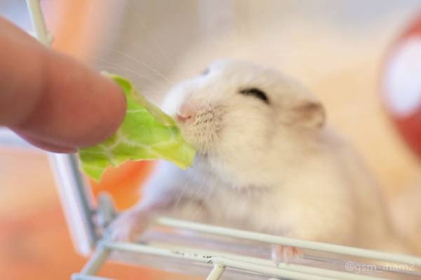 ハムスターにキャベツをあげると…？　『その後の反応』に１３万人が悶絶！