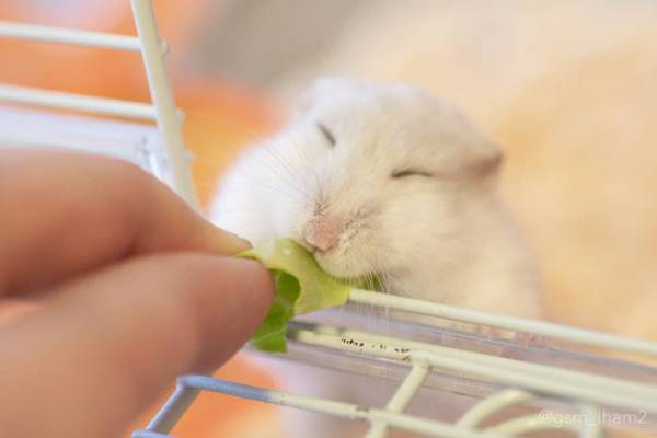 ハムスターにキャベツをあげると…？　『その後の反応』に１３万人が悶絶！