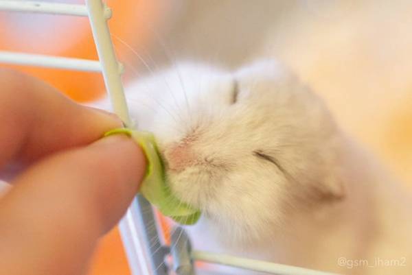 ハムスターにキャベツをあげると…？　『その後の反応』に１３万人が悶絶！