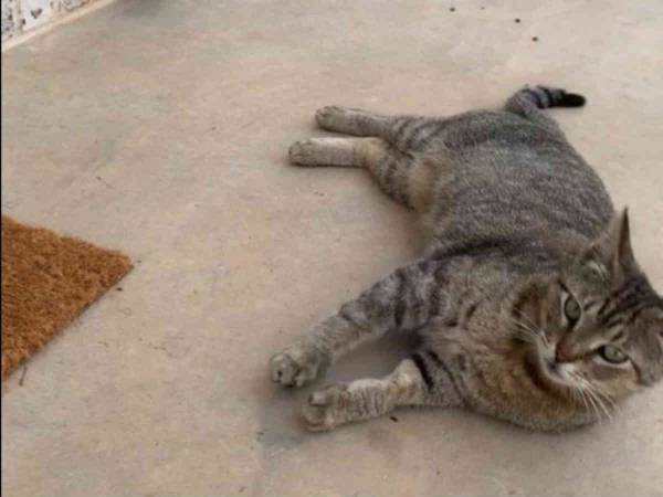 野良猫に毎日ごはんをあげていた女性　ある日突然、猫が連れてきたのは…？