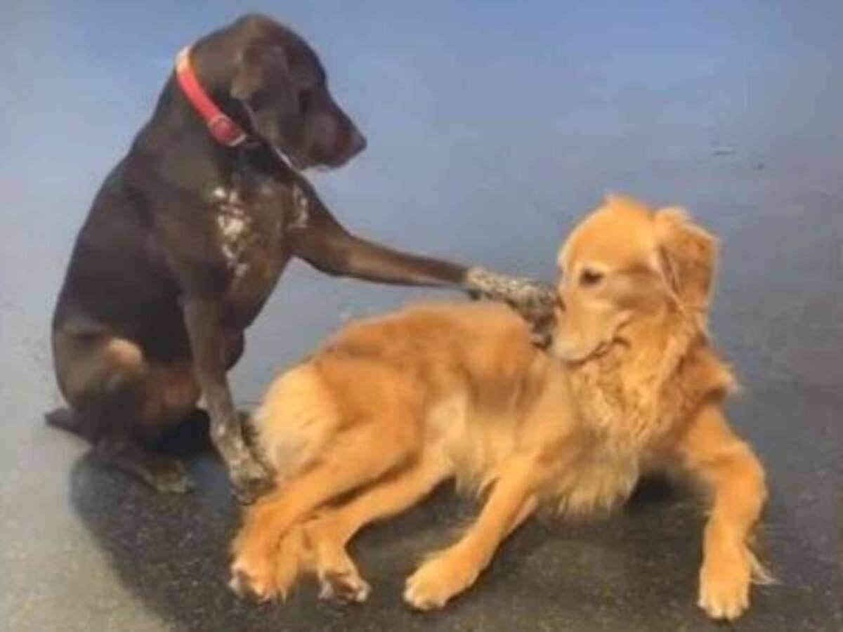 なでられた犬は困惑 なぜかほかの犬をヨシヨシとなでる犬がネットで話題に 年5月1日 ウーマンエキサイト 1 2