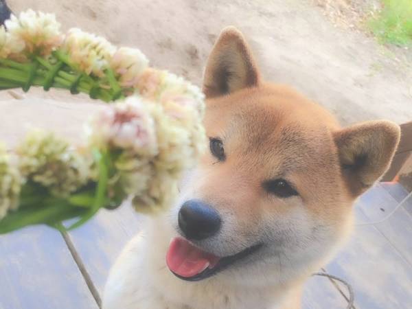 「吹いた」「これは予想外」　飼い主が作った『花かんむり』を見た柴犬が…