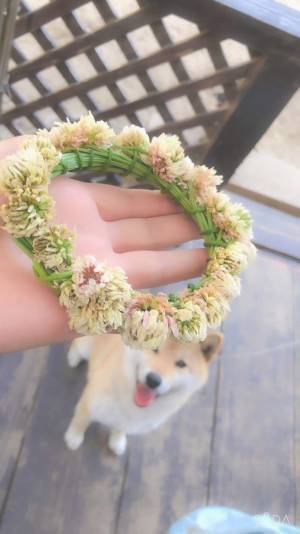 「吹いた」「これは予想外」　飼い主が作った『花かんむり』を見た柴犬が…