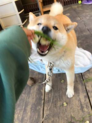 「吹いた」「これは予想外」　飼い主が作った『花かんむり』を見た柴犬が…