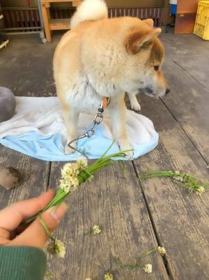 「吹いた」「これは予想外」　飼い主が作った『花かんむり』を見た柴犬が…