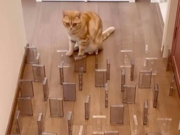 猫が『障害物かわし』に挑戦した結果…？　１３秒の動画がコチラ