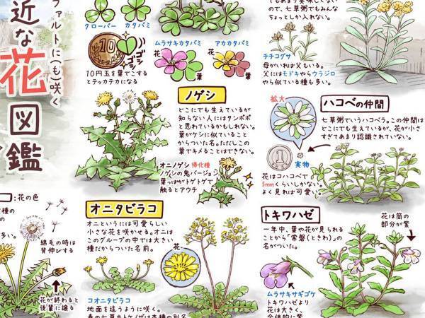 見たことはあるけど名前は知らない…　散歩のときに持ち歩きたい花図鑑とは
