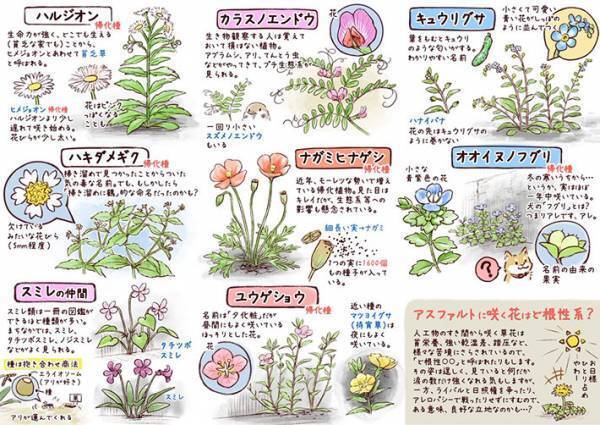 見たことはあるけど名前は知らない…　散歩のときに持ち歩きたい花図鑑とは
