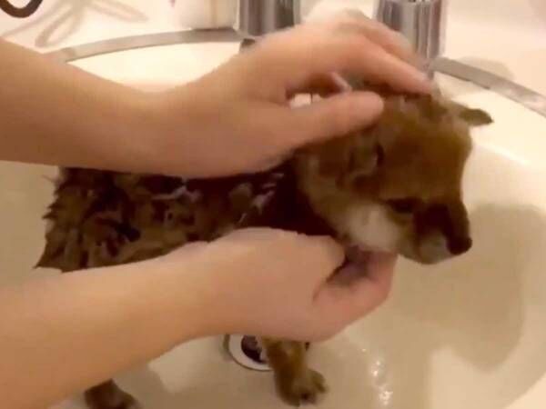 ２９万人がメロメロ 柴犬のお風呂シーン 子犬バージョンもあるよ 年5月4日 ウーマンエキサイト 1 2