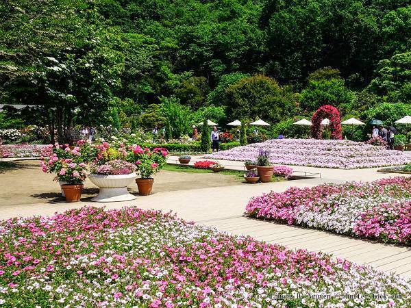 「美しいのひと言でした」　休園中で誰にも見られない大藤が満開