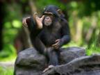 休園中の動物園のチンパンジー母子の姿に子育てママも共感！