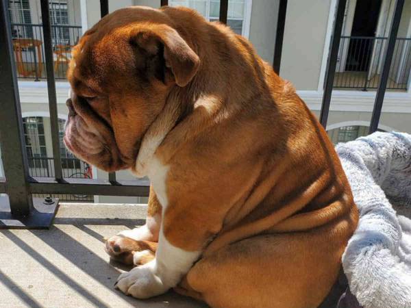 ４万回シェアされた「悲しそうなブルドッグ」の写真　理由に同情の声が殺到