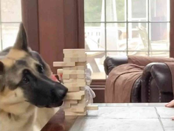 「犬と遊ぶ」ってそういうこと？　飼い主と一緒にゲームをする犬がお利口すぎる