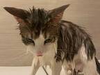 「オレ人間ユルサナイ…」風呂場でブチ切れる猫　『数分後』の姿がこちらです