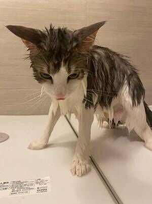 「オレ人間ユルサナイ…」風呂場でブチ切れる猫　『数分後』の姿がこちらです