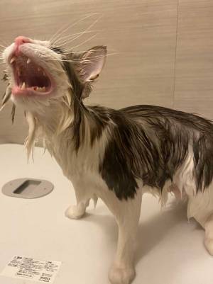 「オレ人間ユルサナイ…」風呂場でブチ切れる猫　『数分後』の姿がこちらです