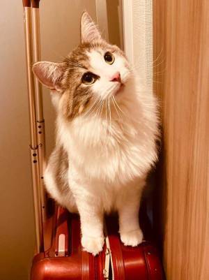 「オレ人間ユルサナイ…」風呂場でブチ切れる猫　『数分後』の姿がこちらです